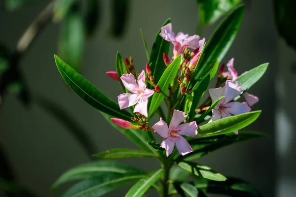 Közel Finom Rózsaszín Virágok Nerium Oleander Zöld Levelek Egy Egzotikus — Stock Fotó
