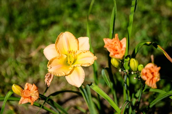 晴れた夏の日に英国のコテージスタイルの庭で鮮やかな黄色のヘメロカリスデイリリー リリウムまたはユリの植物 柔らかい焦点で撮影された美しい屋外の背景 — ストック写真