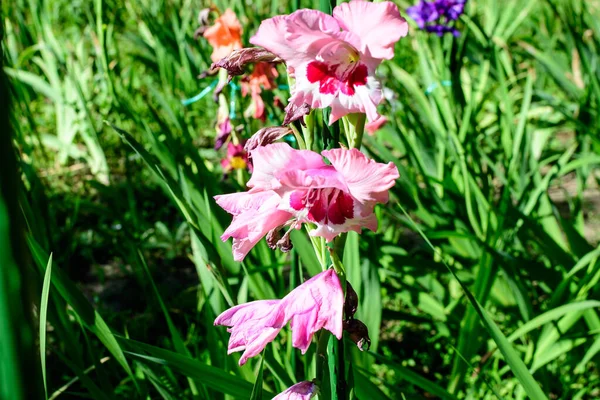 Close Muitas Delicadas Flores Gladiolus Rosa Vívidas Plena Floração Jardim — Fotografia de Stock