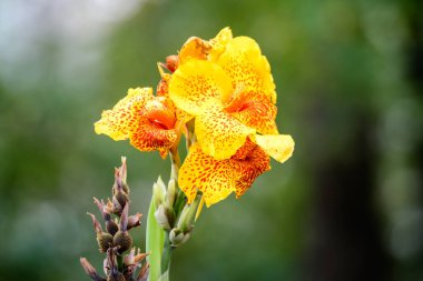 Canna indica 'nın canlı sarı çiçekleri, genellikle kızılderili iğnesi olarak bilinir, Afrika armut kökü, yenilebilir kanna, mor ok kökü veya Sierra Leone ok kökü, yumuşak odak noktasında, güneşli bir yaz gününde, bir bahçede