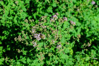 Thymus Serpillum bitkisinin pek çok taze yeşil yaprağı ve mor çiçekleri, Breckland yabani kekik, sürünen veya elf kekiği olarak bilinir.