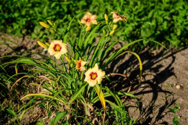 Hemerocallis Lilium ya da Lily 'nin canlı turuncu çiçekleri, güneşli bir yaz gününde İngiliz kır evlerinin bahçesinde yetişir. Açık hava çiçeklerinin arka planında yumuşak bir odak ile çekilir.