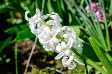 Beyaz Hyacinth ya da Hyacinthus çiçeklerine yakın güneşli bir bahar gününde, bahçenin bahçesinde çiçek açarken, güzel bir açık hava çiçekli arka planda, yumuşak bir odak ile çekilmiş.