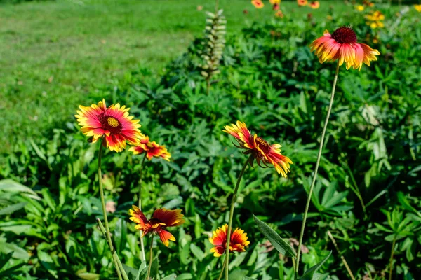 Viele Lebhafte Gelbe Und Rote Gaillardia Blüten Allgemein Bekannt Als — Stockfoto