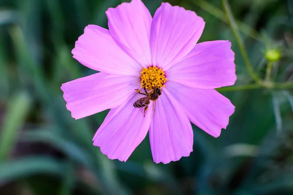 Eine Zarte Leuchtend Rosa Blume Der Cosmos Pflanze Einem Garten — Stockfoto