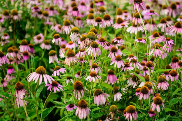 Lebendige Leuchtend Rosa Zarte Echinacea Blüten Sanftem Fokus Einem Garten — Stockfoto