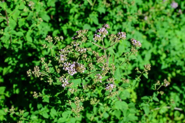 Viele Frische Grüne Blätter Und Violette Blüten Der Thymus Serpyllum — Stockfoto