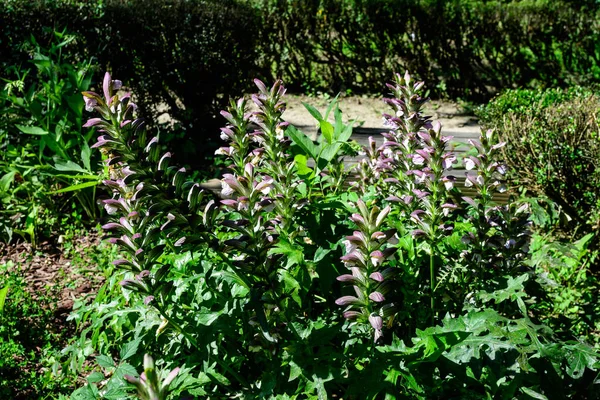 Nombreuses Petites Fleurs Blanches Acanthus Mollis Communément Appelées Culottes Ours — Photo