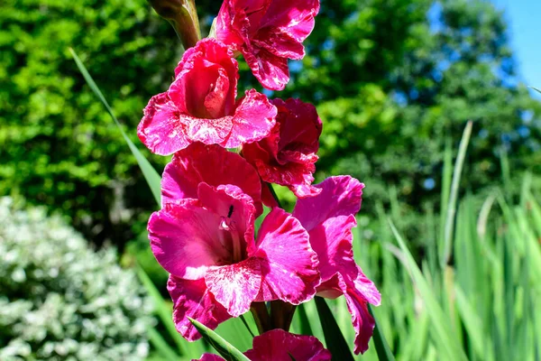 Canlı Pembe Gladiolus Çiçekleri Güneşli Bir Yaz Gününde Bir Bahçede — Stok fotoğraf