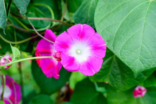 Une Délicate Fleur Rose Vif Gloire Matin Plante Dans Jardin — Photo