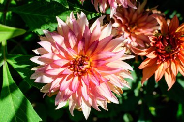 Bulanık yeşil arka planda çiçek açmış, güzel, küçük pembe ve kırmızı bir yıldız çiçeğini kapat. Güneşli bir yaz gününde, bir bahçede yumuşak bir odak ile fotoğraflanmış.