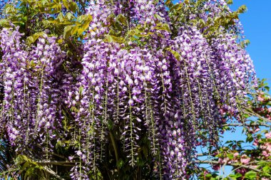 Açık mavi Wisteria çiçeklerini ve açık mavi gökyüzüne doğru büyük yeşil yaprakları yakın güneşli bir bahar gününde bir bahçede, güzel bir açık hava çiçekli arka planda seçici bir odak ile fotoğraflanmış