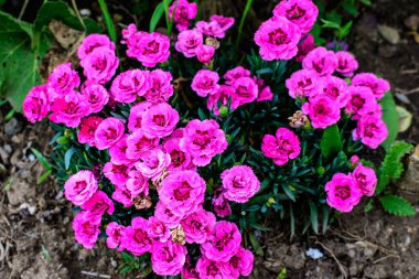 Güneşli bir yaz gününde çiğ ahşap bir masa üzerinde küçük, canlı pembe karanfil çiçekleri (Dianthus caryophyllus) kapatın.