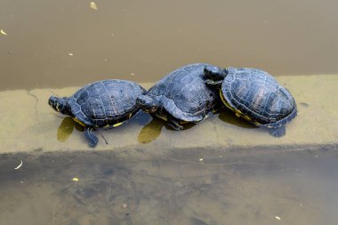 Güneşli bir bahar gününde, güneşin altında yatan üç kaplumbağa. Güzel bir açık hava tek renkli arka plan. Seçici bir odak noktasıyla çekilmiş.