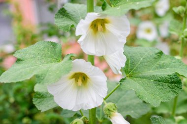 Althaea officinalis bitkisinin birçok narin beyaz çiçeği, genellikle bir İngiliz kır evinin bahçesinde marsh-mallow olarak bilinir güneşli bir yaz gününde, güzel bir açık hava çiçek arka planında