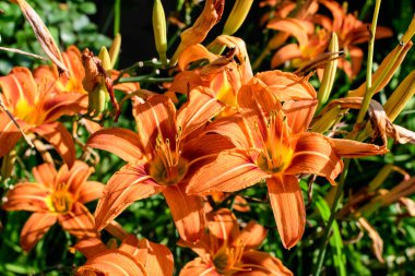 Lilium ya da Lily 'nin pek çok küçük turuncu çiçeği, güneşli bir yaz gününde İngiliz kır evlerinin bahçesinde çiçek yetiştirir. Açık hava çiçeklerinin arka planında, yumuşak bir odak noktasıyla çekilir.