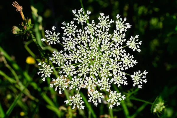 Many Delicate White Flowers Anthriscus Wild Perennial Plant Commonly Known — Stock Photo, Image