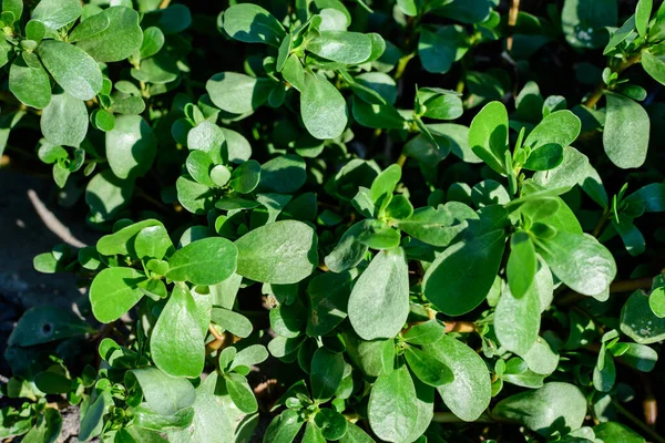 Mnoho Živých Zelených Čerstvých Listů Rostliny Portulaca Oleracea Běžně Známý — Stock fotografie
