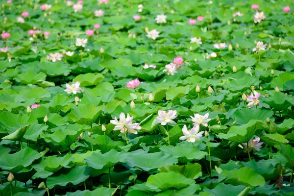 Finom Élénk Rózsaszín Fehér Víz Liliom Virágok Nymphaeaceae Teljes Virágú — Stock Fotó