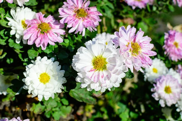 Molti Vividi Fiori Crisantemo Rosa Bianco Morifolio Vaso Giardino Una — Foto Stock