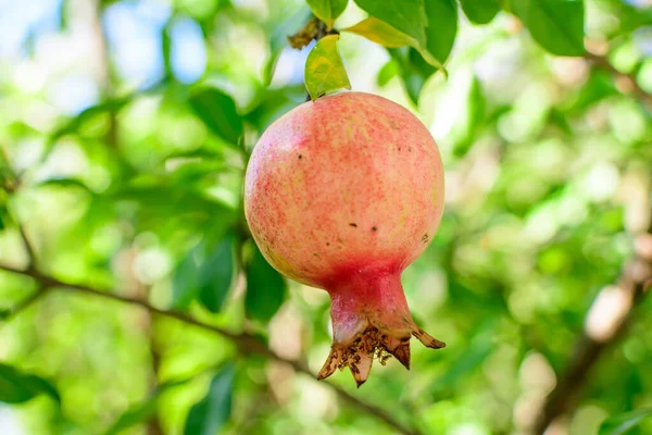 Una Pequeña Fruta Granada Cruda Hojas Verdes Árbol Grande Luz — Foto de Stock