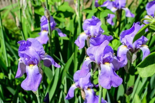 Primo Piano Fiori Iris Blu Verde Giardino Primaverile Soleggiato Bellissimo — Foto Stock