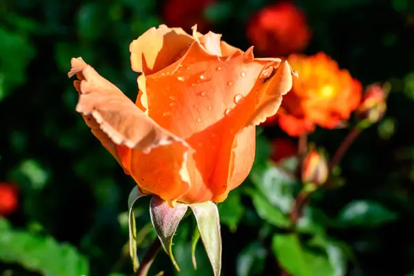 Primer Plano Una Rosa Anaranjada Grande Delicada Color Amarillo Vivo — Foto de Stock
