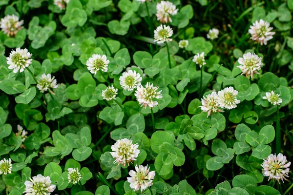 Fundo Trevo Trevo Trifolium Flores Brancas Folhas Verdes Dia Ensolarado — Fotografia de Stock