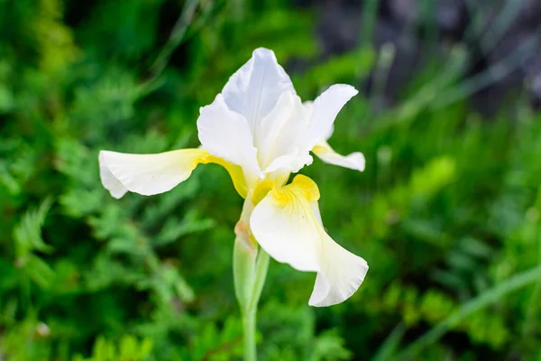 Primo Piano Fiore Iris Bianco Verde Giardino Primaverile Soleggiato Bellissimo — Foto Stock