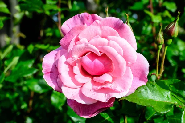 Primer Plano Una Rosa Viva Grande Delicada Plena Floración Jardín — Foto de Stock