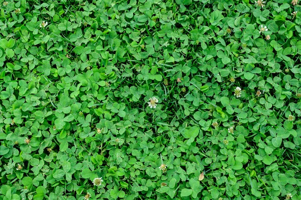 Bakgrund Klöver Eller Trefolie Trifolium Vita Blommor Och Gröna Blad — Stockfoto