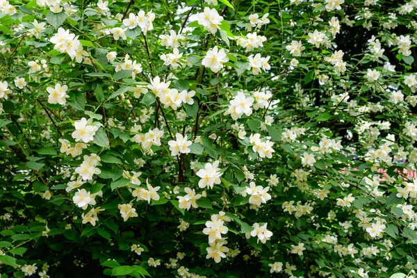 Свіжі Ніжні Білі Квіти Зелені Листки Коронарія Орнаментальна Багаторічна Рослина — стокове фото