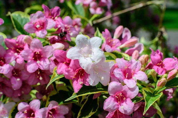 晴れた春の日に庭で満開の花と鮮やかなピンクと白のWeigelaフロリダ植物の終わり 柔らかい焦点で撮影された美しい屋外の花の背景 — ストック写真