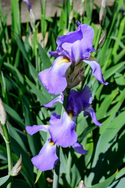 Primo Piano Fiore Iris Blu Verde Giardino Primaverile Soleggiato Bellissimo — Foto Stock