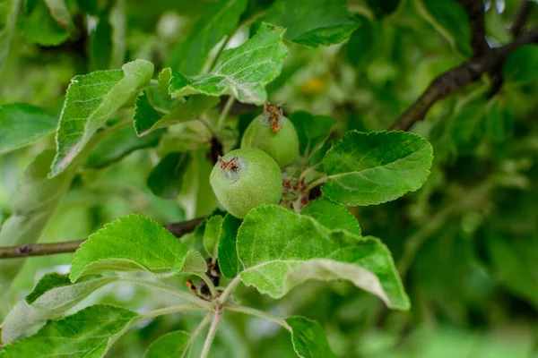 Jovens Pequenos Frutos Verdes Folhas Uma Grande Macieira Luz Solar — Fotografia de Stock