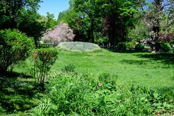 Minimalistisch Tuinlandschap Met Lindebomen Groene Bladeren Bij Hoofdingang Een Zonnige — Stockfoto