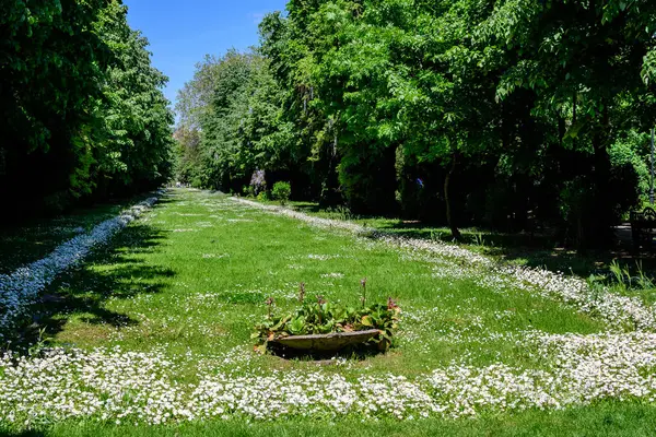 Minimalistisch Tuinlandschap Met Lindebomen Groene Bladeren Buurt Van Een Grijs — Stockfoto