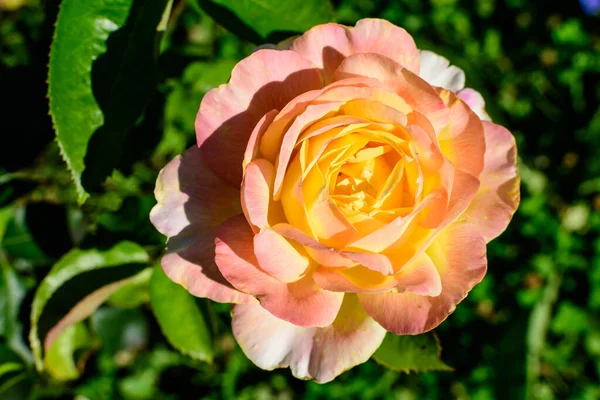 Zblízka Jedna Velká Jemná Světle Žlutá Růžová Růže Plném Květu — Stock fotografie