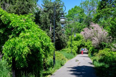 Bükreş, Romanya, 9 Mayıs 2021: Güneşli bir bahar gününde Cismigiu Garden 'da (Gradina Cismigiu) güneşli bir yaz günü gri bir ara sokakta ıhlamur ağaçları ve yeşil yapraklarla minimalist bahçe manzarası
