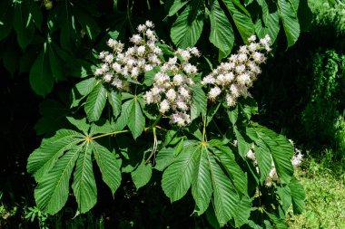 Küçük yeşil yapraklar, beyaz çiçekler ve tomurcuklar bir kestane ağacının dalları, güneşli bir bahar gününde bir bahçede, güzel bir açık hava tek renkli arka plan seçici bir odak ile fotoğraflanmış.