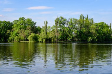 Romanya 'nın başkenti Bükreş' te güneşli bir bahar gününde, Herastrau Gölü yakınlarındaki eski yeşil ağaçlar ve Kral I. Michael Park 'taki (eski Herastrau) büyük yeşil ağaçlarla manzara