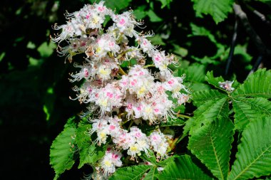 Küçük yeşil yapraklar, beyaz çiçekler ve tomurcuklar bir kestane ağacının dalları, güneşli bir bahar gününde bir bahçede, güzel bir açık hava tek renkli arka plan seçici bir odak ile fotoğraflanmış.