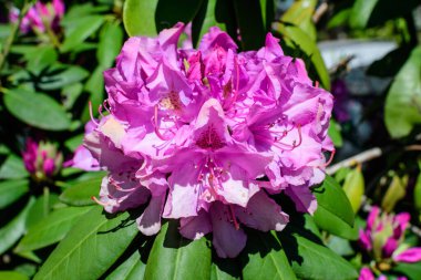 Açelya ve Rhododendron bitkilerinin birçok canlı pembe çalı güneşli bir baharda İskoç bahçesinde, güzel açık hava çiçekleri seçici bir odak ile fotoğraflanmış.