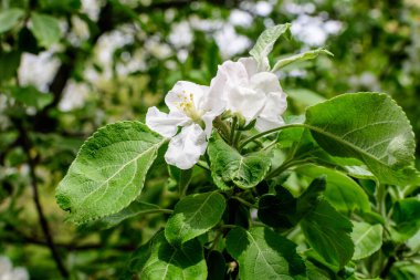 Beyaz ayva çiçekleri ve yeşil yaprakları olan narin bir dal. Güneşli bir bahar gününde bahçenin arka planında bulanık bir çiçek, güzel Japon kiraz çiçekleri çiçek arkaplanı, sakura.