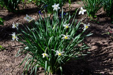 Narin sarı ve beyaz nergis çiçekleri. Bulanık yeşil çimlerle dolu. Güneşli bir bahar bahçesinde.