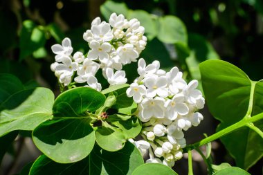Güneşli bir bahar gününde, bir bahçede, çiçekli arka planda hafif bir odak ile fotoğraflanmış taze narin küçük beyaz şırınga vulgaris (leylak ya da leylak) çiçekleri grubunu kapat