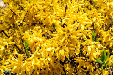 Paskalya ağacı olarak bilinen Forsythia bitkisinin sarı çiçeklerinden oluşan geniş bir çalılığının dallarına yakın güneşli bir bahar gününde açık mavi gökyüzüne doğru çiçek arkaplanı yumuşak bir odak ile fotoğraflanmış.