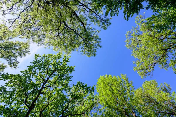 Many large old green trees towards clear blue sky in a sunny spring day, beautiful outdoor background photographed with selective focus