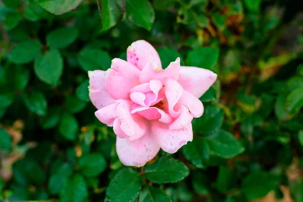 一朵又大又精致的艳丽的粉红色玫瑰在夏日的花园里盛开 阳光直射 背景上绿叶朦胧 — 图库照片