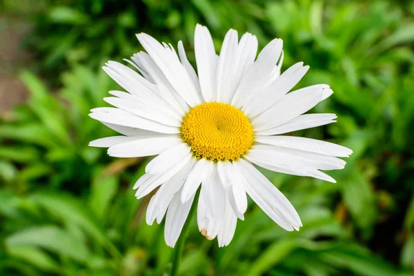 Close Uma Grande Flor Branca Leucanthemum Vulgare Conhecida Como Boi — Fotografia de Stock